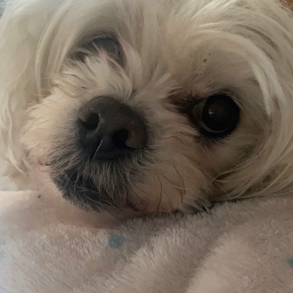 Meet your Posher, Tammy - Picture 1 of 1